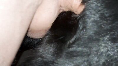 Bestiality: man and dog hidden sex