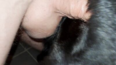Bestiality: man and dog hidden sex