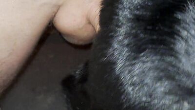 Bestiality: man and dog hidden sex