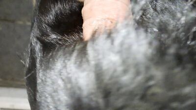 Bestiality: man and dog hidden sex