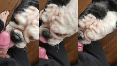 Zoo porno video: zoo porn doberman