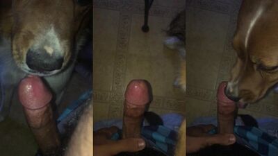 Animal sex porn: nubal dog sex