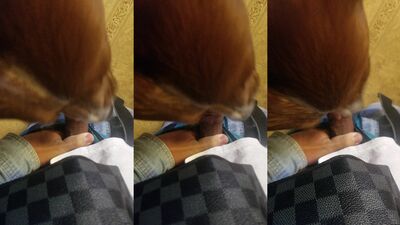 Zoophilia: zoophilia compilation