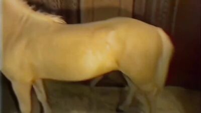 Girls 5 dogs: zoophilia natural dog creampie fucking