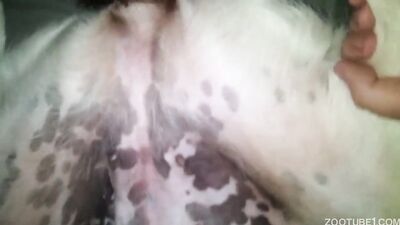 Zoo horse porn: zoo porn cow