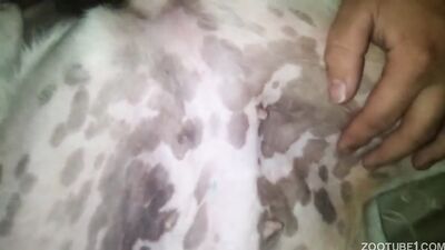 Zoo horse porn: zoo porn cow