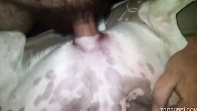 Zoo horse porn: zoo porn cow