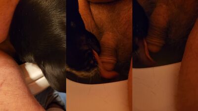 Mimi dog porn: man fuck dog anal mult porn