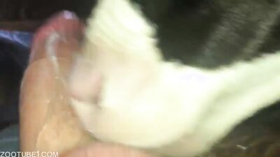 Dog girl: creepy odd animal sex