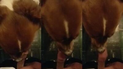 Zoophilia porno: vixen zoo porn