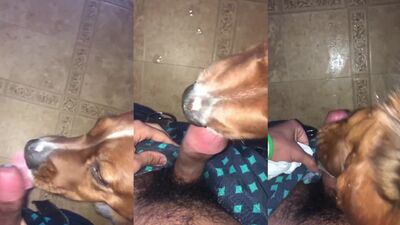 Mimi dog porn: bestiality 1
