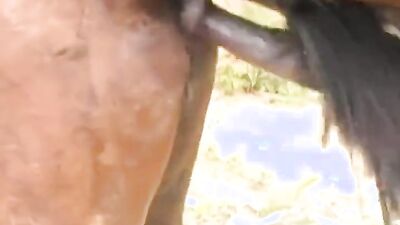Zoo dog sex: girls horse dog