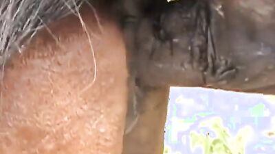 Zoo dog sex: girls horse dog