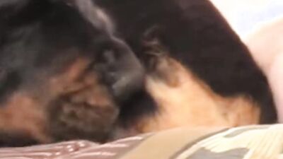 Bestiality: animal porno zoo video