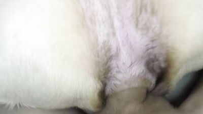 3d zoo porn: devotehundin german sex zoo