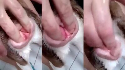 Girl cat dog: young girl webcam dog