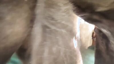 Mimi dog porn: real zoo sex