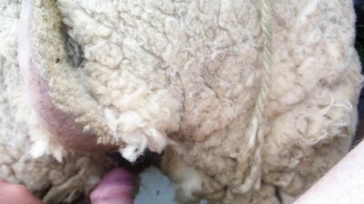 Girl dog video: sex with animal video hd
