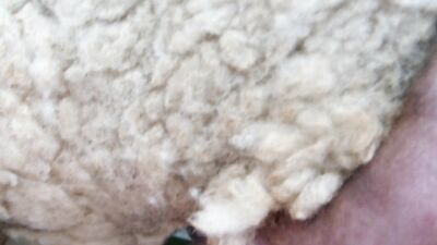 Girl dog video: sex with animal video hd
