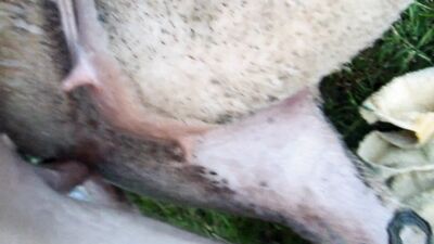 Zoo horse porn: latina dog sex