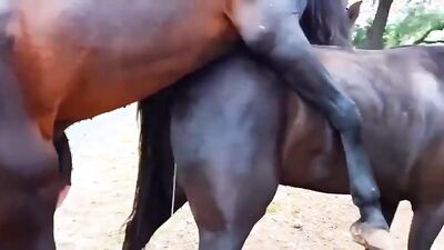 Zoo porn 2026: bestiality 1