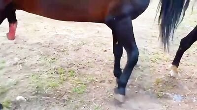 Zoo porn 2026: bestiality 1