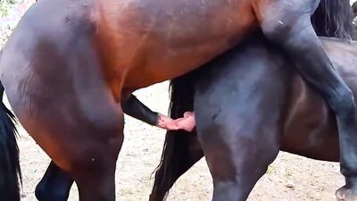 Zoo porn 2026: bestiality 1
