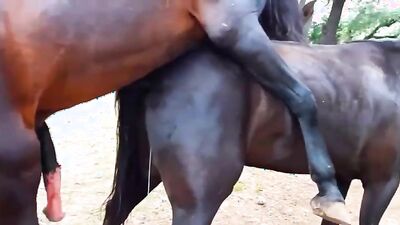 Zoo porn 2026: bestiality 1