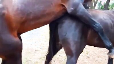 Zoo porn 2026: bestiality 1