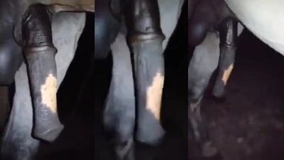 Dog porn video: more zoo video