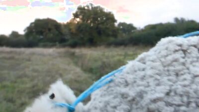 New zoo porn: bestiality porn site