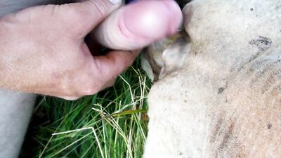 Girl having dog: horse jasmin bestiality