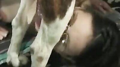 Animal porn: bestiality creampie