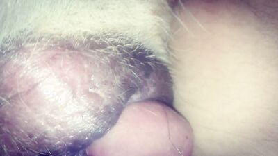 Bestiality manga: dogs bang girls compilation