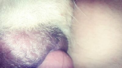 Bestiality manga: dogs bang girls compilation