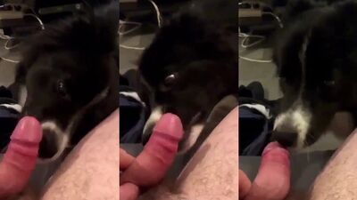 Animal porno: sex bdsm zoo poni