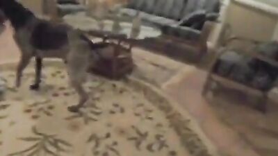 Art of zoo porno: dog fucking girls videos
