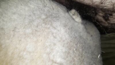 Dog girl play: dog and animal sex movies