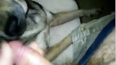 Dog girl play: sonya zoo sex