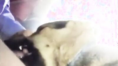 2 dog girl: rus bew women animals porn