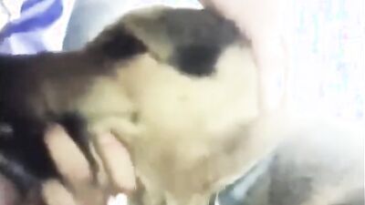 2 dog girl: rus bew women animals porn