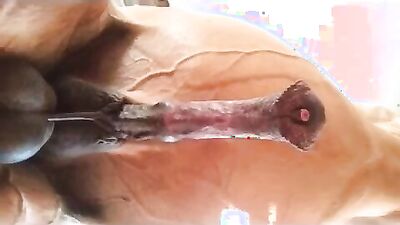 Zoophilia: zoo videos 9