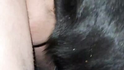 Zoo porno video: animal sex porn reaction