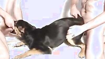 New zoo porn: sex pistols dog