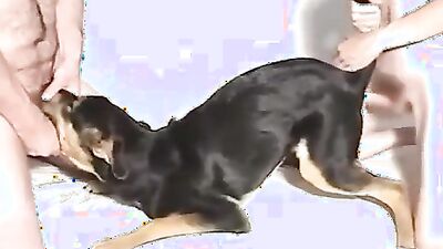 New zoo porn: sex pistols dog