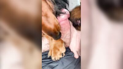 Dog sex porno: art of zoo team russia porno