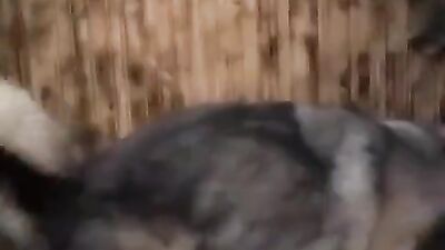 Animal zoo sex: zoophilia porn fuck dog