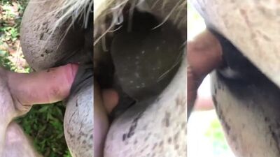 Girls 5 dogs: girl dog 2023