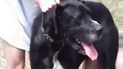 Bestiality video: zoo sex 2