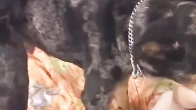 Dog's porn: homemade gay dog porn